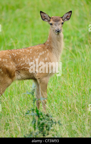 Junges Rothirsch Cervus elaphus Stockfoto