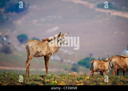 Roan Antilope, Hippotragus Spitzfuß, Nyika-Plateau, Malawi, Afrika Stockfoto
