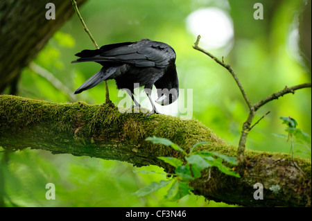 AAS-Krähe (Corvus Corone) auf Ast Stockfoto