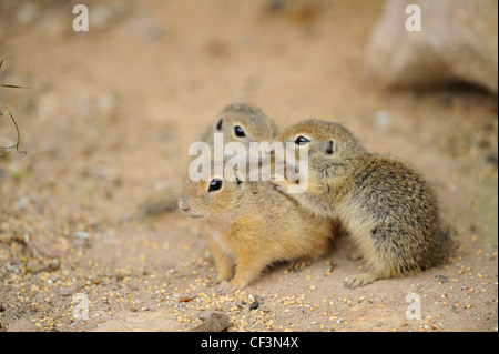 Drei junge europäische Erdhörnchen (Spermophilus Citellus) Stockfoto