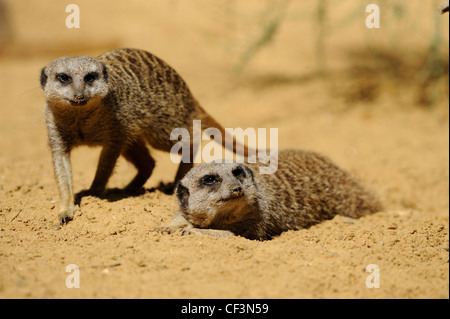 Zwei Erdmännchen (Suricata Suricatta), Augsburger Zoo, Bavaria, Germany Stockfoto