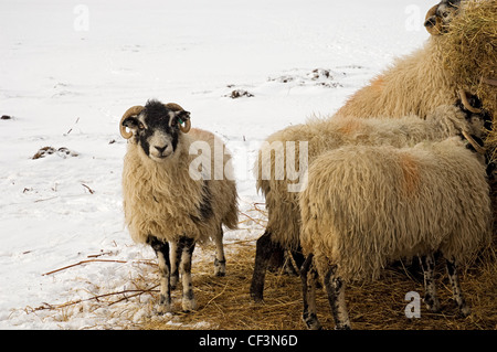 Weide meine Schafe Winter Essen. Stockfoto