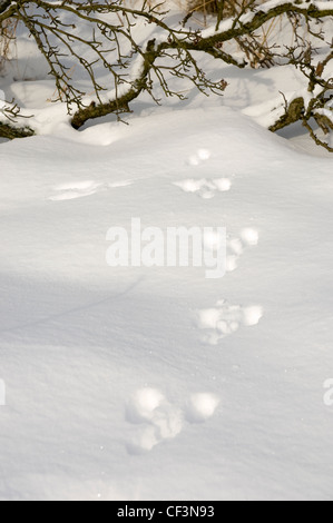 Kaninchen-Spuren im Schnee. Stockfoto