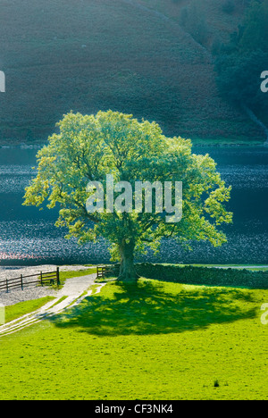 Am späten Abend Sonne fängt eine einsame Eiche an der Küste in Buttermere. Stockfoto