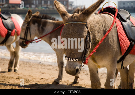 Esel am Meer am Strand von South Sands. Stockfoto