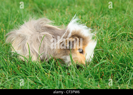 Meerschweinchen auf Rasen Stockfoto