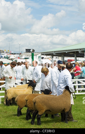 Gemessen an der Great Yorkshire Show warten. Stockfoto