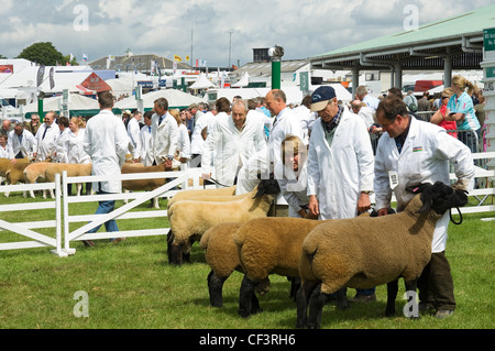 Gemessen an der Great Yorkshire Show warten. Stockfoto