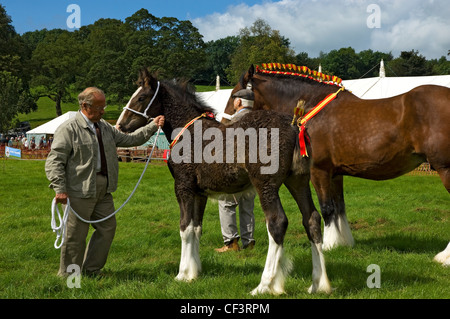 Eine Zuchtstute und Fohlen im Wettbewerb bei Gargrave Show, eine jährliche Land-Show in der Nähe von Skipton in der Nähe von Skipton. Stockfoto