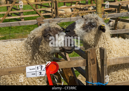 Preisgekrönte Schafe in einen Stift in Gargrave Show, eine jährliche Land-Show in der Nähe von Skipton. Stockfoto