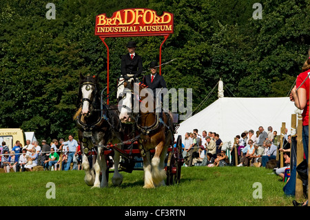 Shire-Pferde ziehen einen Blockwagen aus Bradford Industrial Museum bei Gargrave Show, eine jährliche Land in der Nähe von Skipton anzeigen Stockfoto