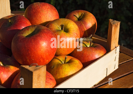 Die Reifen Äpfel von Charles Ross in einer Holzkiste. Stockfoto