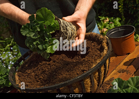 Geranium Pflanzen in eine Blumenampel. Stockfoto