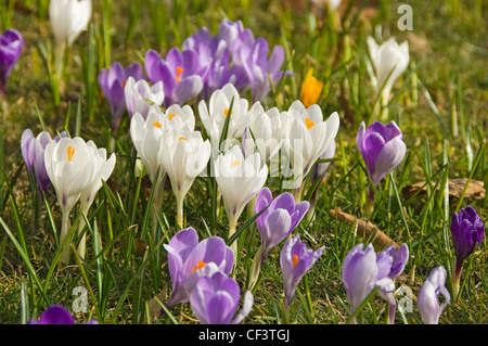 Nahaufnahme der Krokusse im Frühling auf die streunenden. Stockfoto