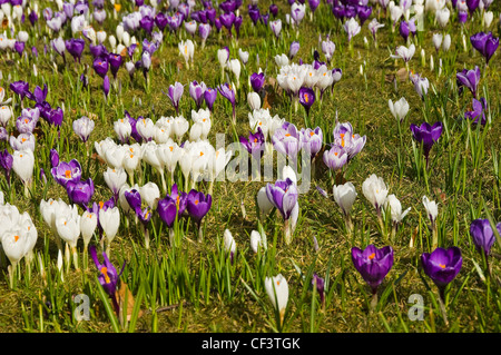 Nahaufnahme der Krokusse im Frühling auf die streunenden. Stockfoto