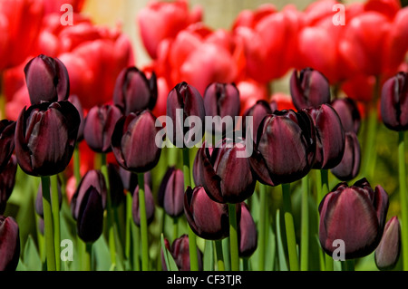 Rot und lila Tulpen wachsen in einem Garten. Stockfoto