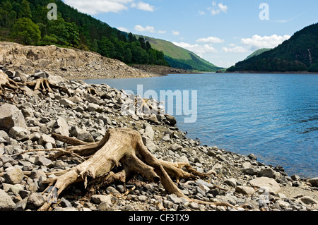 Baumstümpfe ausgesetzt durch niedrige Wasserstände an Thirlmere, ein Reservoir im Lake District. Stockfoto