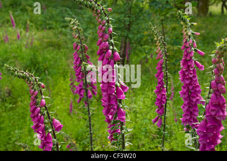 Gruppe von wilden Fingerhut (Digitalis Purpurea). Stockfoto