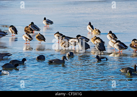 Enten auf einem teilweise zugefrorenen See im Winter. Stockfoto