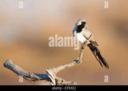 Namaqua Taube Oena capensis Stockfoto