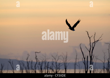 Afrikanischer Fisch Adler Haliaeetus Vocifer sunset Lake Kariba Simbabwe Stockfoto