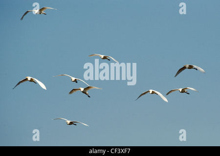 kleine Herde von Kuhreiher Stockfoto