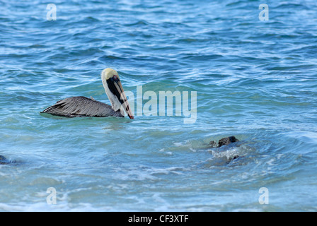 Braune Pelikan - Pelecanus Occidentalis - am Wasser, Espanola Insel, Galapagos-Inseln, Ecuador Stockfoto