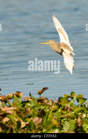 Lake Chivero NP Stockfoto