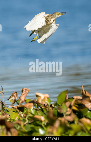 Lake Chivero NP Stockfoto