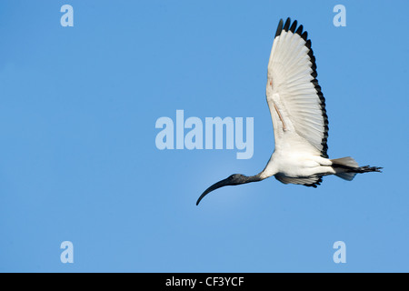 Lake Chivero NP Stockfoto