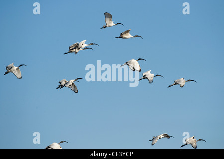 Lake Chivero NP Stockfoto