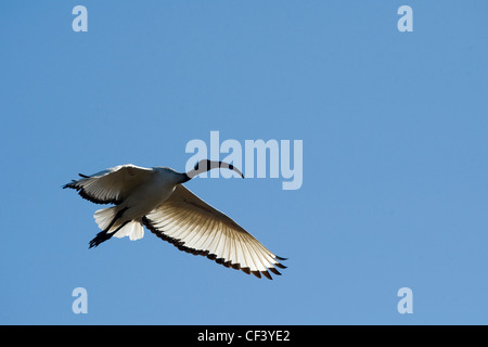 Lake Chivero NP Stockfoto