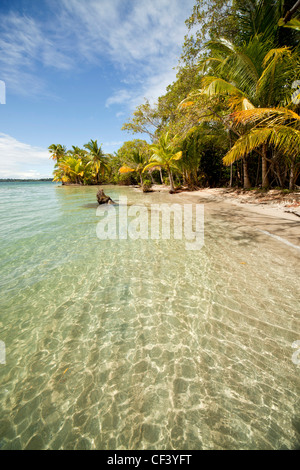 Kokospalmen (Cocos Nucifera) am Strand von Boca del Drago auf der Insel Colon, Bocas del Toro, Panama, Mittelamerika Stockfoto