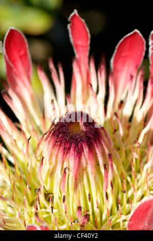 Makro-Aufnahmen einer Protea Blume Königin Protea King Protea Stockfoto