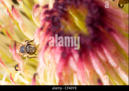 Makro-Aufnahmen einer Protea Blume Königin Protea King Protea Stockfoto