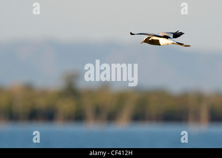 Schmiede Kiebitz Vanellus armatus Stockfoto