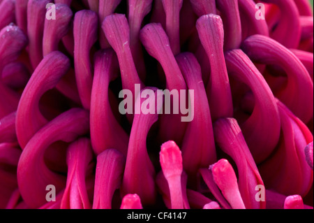 Makro-Aufnahmen einer Protea Blume Königin Protea King Protea Stockfoto