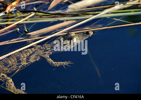 Junge kleine Krokodil, in Afrika Stockfoto