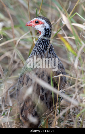 Red-necked Spurfowl Simbabwe Stockfoto