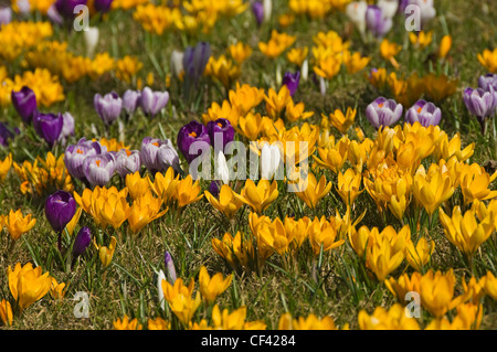 Nahaufnahme der Krokusse im Frühling auf die streunenden. Stockfoto