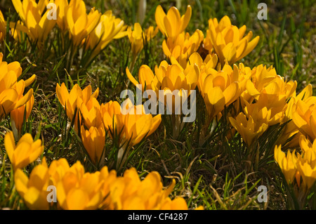 Hinterleuchtete Blick auf Krokusse im Frühling auf die streunenden. Stockfoto