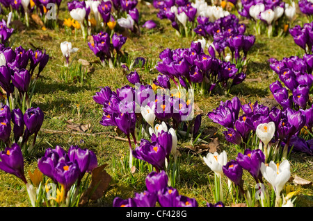 Nahaufnahme der Krokusse im Frühling auf die streunenden. Stockfoto