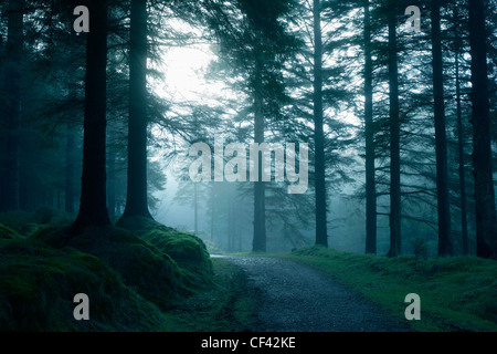 Ein Nebel senkt sich über Whinlatter Forest in The Lake District. Stockfoto