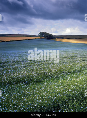 Flecken von Sonnenlicht fallen über eine hügelige Gebiet der Leinsamen. Stockfoto