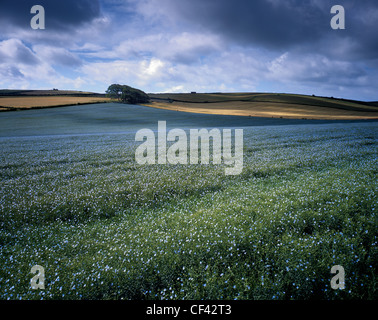 Flecken von Sonnenlicht fallen über eine hügelige Gebiet der Leinsamen. Stockfoto