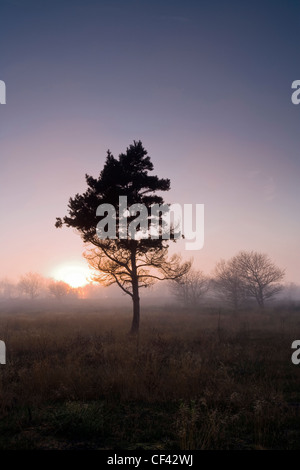 Nebel rollt als Dämmerung über Royden Park Naturschutzgebiet absteigt. Stockfoto