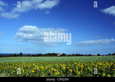 Blick über ein Feld von Sonnenblumen in Richtung einer isolierten Hütte an der Nordküste Yorkshire. Stockfoto