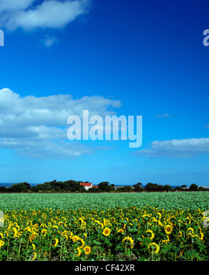 Blick über ein Feld von Sonnenblumen in Richtung einer isolierten Hütte an der Nordküste Yorkshire. Stockfoto