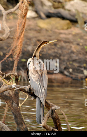 Vogel auf der Suche nach Fisch am Ufer des Okavango Flusses. Stockfoto