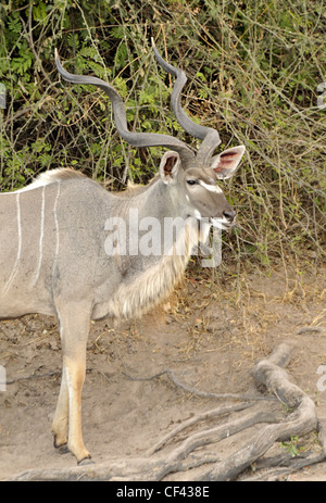 Große männliche große Kudu in Botswana. Stockfoto